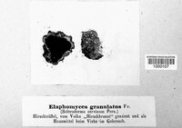 Elaphomyces granulatus image